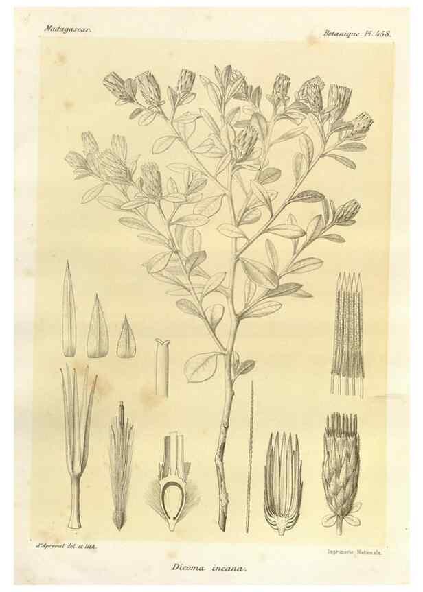Reproducción/Reproduction 49786118066: Histoire physique, naturelle, et politique de Madagascar. Paris :Impr. nationale,1885-. 