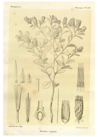 Reproducción/Reproduction 49786118066: Histoire physique, naturelle, et politique de Madagascar. Paris :Impr. nationale,1885-. 