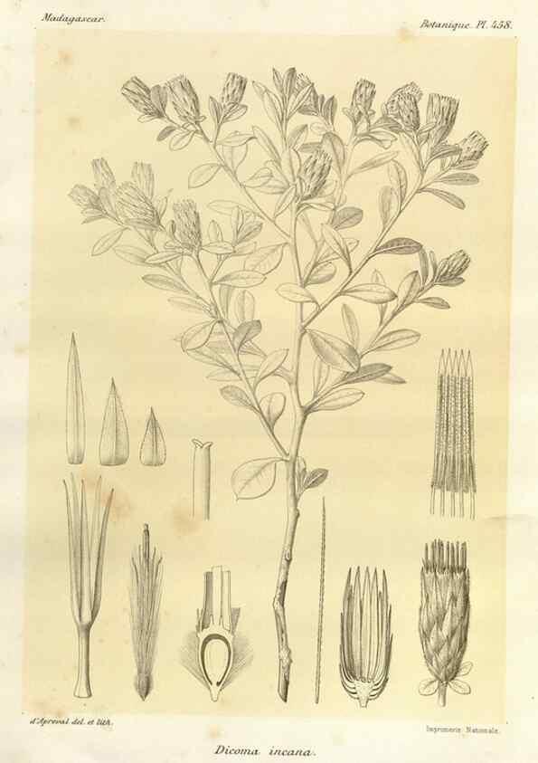Reproducción/Reproduction 49786118066: Histoire physique, naturelle, et politique de Madagascar. Paris :Impr. nationale,1885-. 