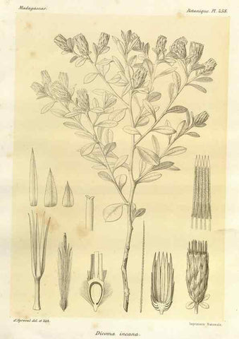 Reproducción/Reproduction 49786118066: Histoire physique, naturelle, et politique de Madagascar. Paris :Impr. nationale,1885-. 