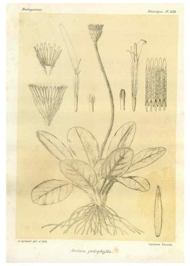 Reproducción/Reproduction 49786118331: Histoire physique, naturelle, et politique de Madagascar. Paris :Impr. nationale,1885-. 