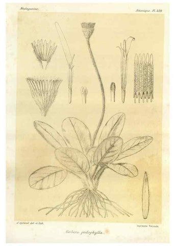 Reproducción/Reproduction 49786118331: Histoire physique, naturelle, et politique de Madagascar. Paris :Impr. nationale,1885-. 