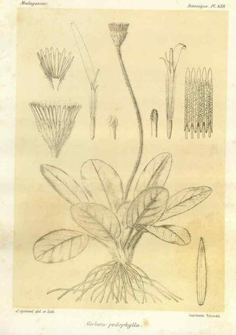 Reproducción/Reproduction 49786118331: Histoire physique, naturelle, et politique de Madagascar. Paris :Impr. nationale,1885-. 