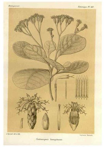 Reproducción/Reproduction 49786437707: Histoire physique, naturelle, et politique de Madagascar. Paris :Impr. nationale,1885-. 