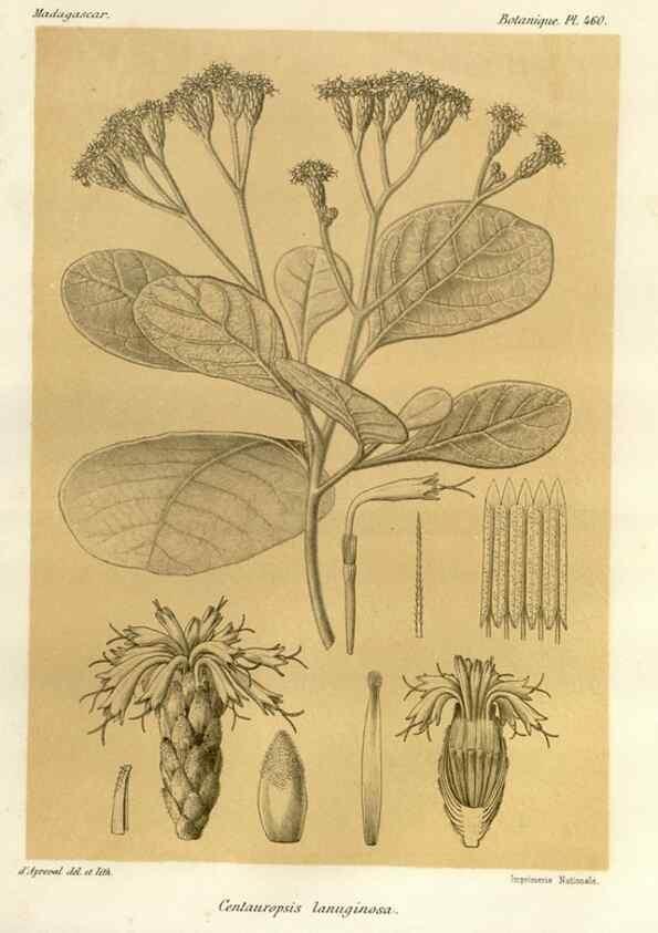 Reproducción/Reproduction 49786437707: Histoire physique, naturelle, et politique de Madagascar. Paris :Impr. nationale,1885-. 