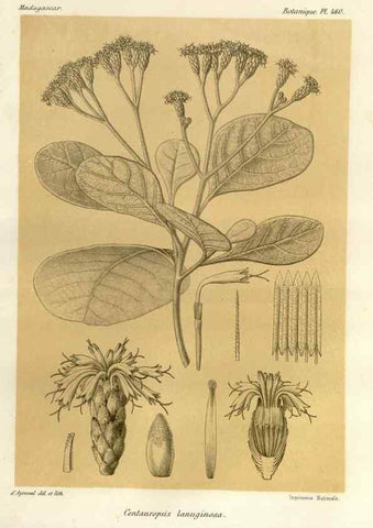 Reproducción/Reproduction 49786437707: Histoire physique, naturelle, et politique de Madagascar. Paris :Impr. nationale,1885-. 