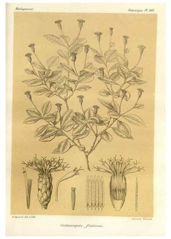 Reproducción/Reproduction 49785579318: Histoire physique, naturelle, et politique de Madagascar. Paris :Impr. nationale,1885-. 
