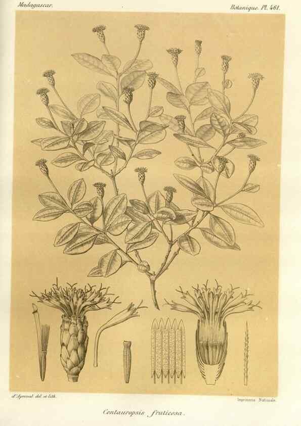 Reproducción/Reproduction 49785579318: Histoire physique, naturelle, et politique de Madagascar. Paris :Impr. nationale,1885-. 