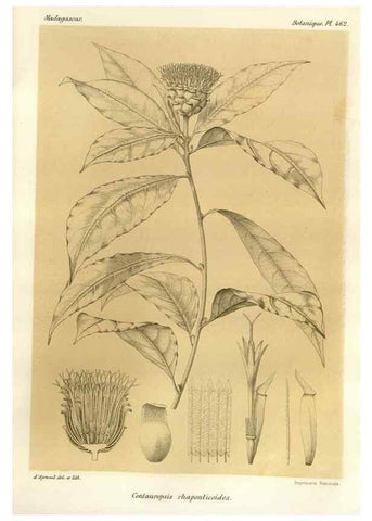 Reproducción/Reproduction 49786119011: Histoire physique, naturelle, et politique de Madagascar. Paris :Impr. nationale,1885-. 