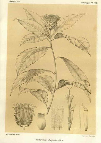 Reproducción/Reproduction 49786119011: Histoire physique, naturelle, et politique de Madagascar. Paris :Impr. nationale,1885-. 