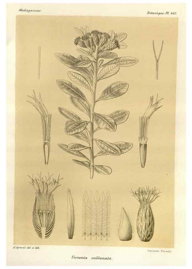 Reproducción/Reproduction 49785579863: Histoire physique, naturelle, et politique de Madagascar. Paris :Impr. nationale,1885-. 