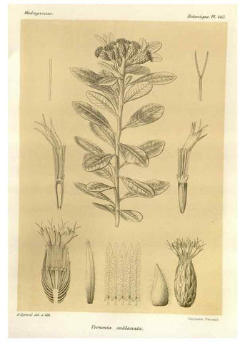 Reproducción/Reproduction 49785579863: Histoire physique, naturelle, et politique de Madagascar. Paris :Impr. nationale,1885-. 