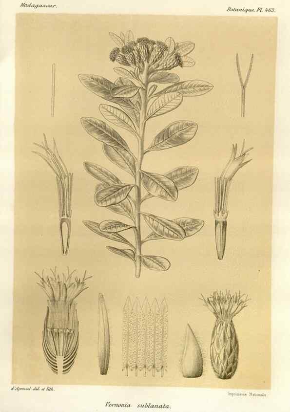 Reproducción/Reproduction 49785579863: Histoire physique, naturelle, et politique de Madagascar. Paris :Impr. nationale,1885-. 