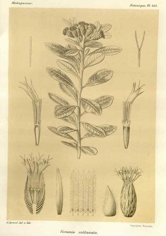 Reproducción/Reproduction 49785579863: Histoire physique, naturelle, et politique de Madagascar. Paris :Impr. nationale,1885-. 