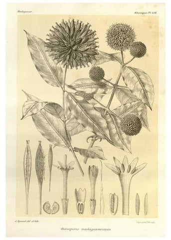 Reproducción/Reproduction 49785578128: Histoire physique, naturelle, et politique de Madagascar. Paris :Impr. nationale,1885-. 