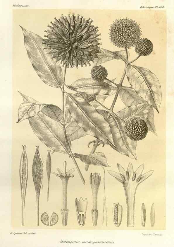 Reproducción/Reproduction 49785578128: Histoire physique, naturelle, et politique de Madagascar. Paris :Impr. nationale,1885-. 
