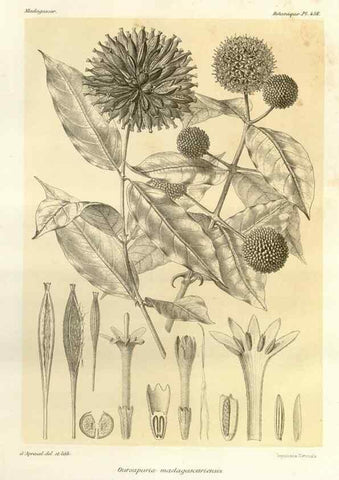 Reproducción/Reproduction 49785578128: Histoire physique, naturelle, et politique de Madagascar. Paris :Impr. nationale,1885-. 