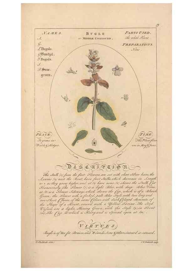 Reproducción/Reproduction 49788387647: Botanicum medicinale :. London :Printed for J. Millan, opposite the Admiralty, Whitehall,[1768?]. 