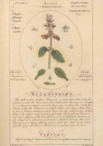 Reproducción/Reproduction 49788387647: Botanicum medicinale :. London :Printed for J. Millan, opposite the Admiralty, Whitehall,[1768?]. 