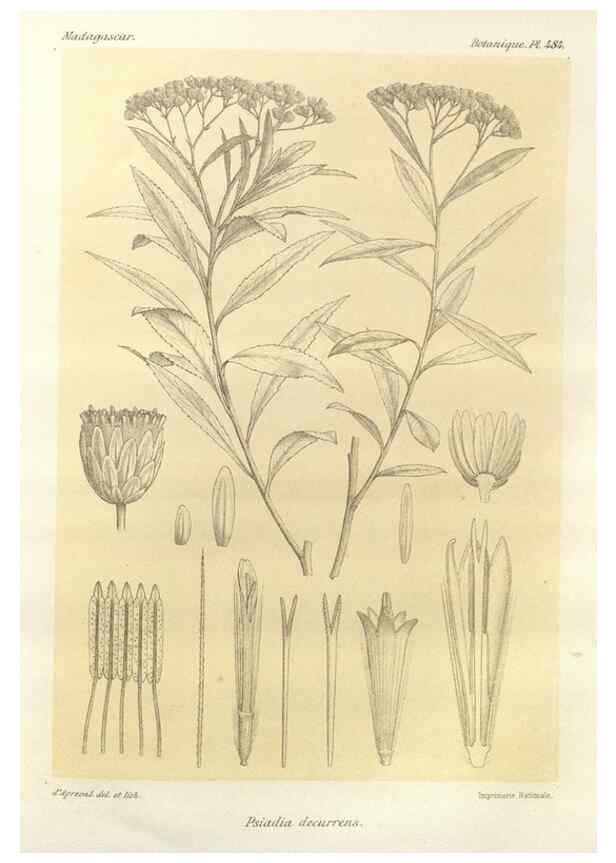 Reproducción/Reproduction 49785585478: Histoire physique, naturelle, et politique de Madagascar. Paris :Impr. nationale,1885-. 