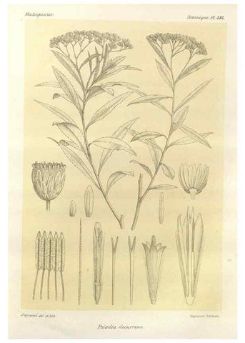 Reproducción/Reproduction 49785585478: Histoire physique, naturelle, et politique de Madagascar. Paris :Impr. nationale,1885-. 