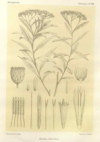 Reproducción/Reproduction 49785585478: Histoire physique, naturelle, et politique de Madagascar. Paris :Impr. nationale,1885-. 