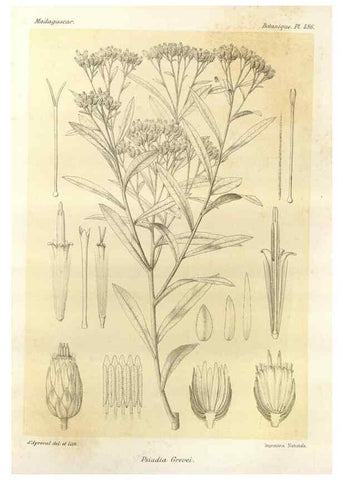 Reproducción/Reproduction 49786125351: Histoire physique, naturelle, et politique de Madagascar. Paris :Impr. nationale,1885-. 