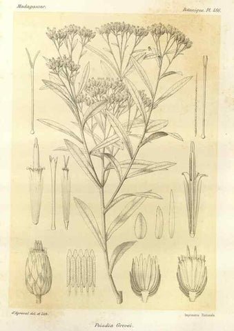 Reproducción/Reproduction 49786125351: Histoire physique, naturelle, et politique de Madagascar. Paris :Impr. nationale,1885-. 