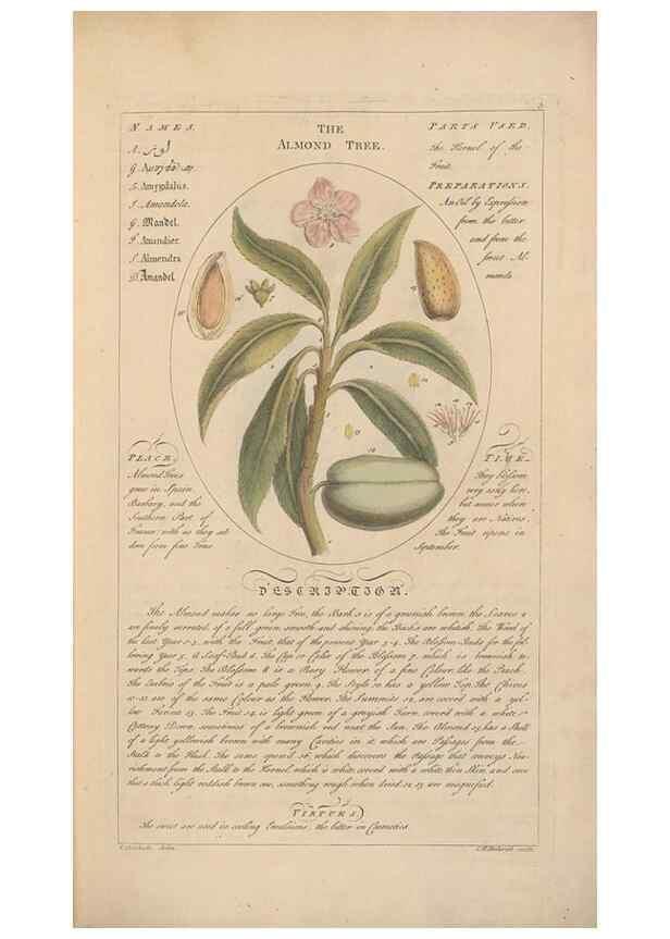 Reproducción/Reproduction 49788384542: Botanicum medicinale :. London :Printed for J. Millan, opposite the Admiralty, Whitehall,[1768?]. 
