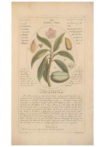 Reproducción/Reproduction 49788384542: Botanicum medicinale :. London :Printed for J. Millan, opposite the Admiralty, Whitehall,[1768?]. 