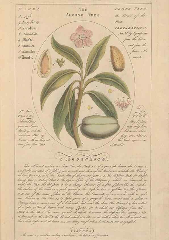 Reproducción/Reproduction 49788384542: Botanicum medicinale :. London :Printed for J. Millan, opposite the Admiralty, Whitehall,[1768?]. 