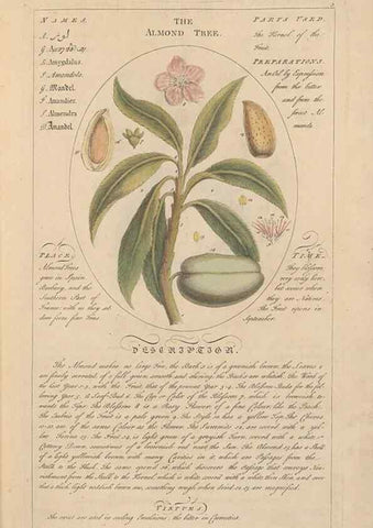 Reproducción/Reproduction 49788384542: Botanicum medicinale :. London :Printed for J. Millan, opposite the Admiralty, Whitehall,[1768?]. 
