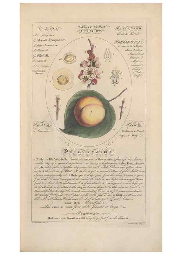 Reproducción/Reproduction 49788384722: Botanicum medicinale :. London :Printed for J. Millan, opposite the Admiralty, Whitehall,[1768?]. 