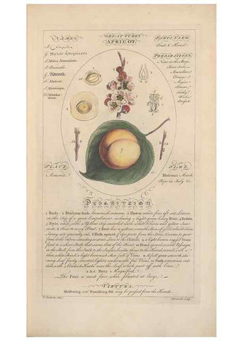Reproducción/Reproduction 49788384722: Botanicum medicinale :. London :Printed for J. Millan, opposite the Admiralty, Whitehall,[1768?]. 