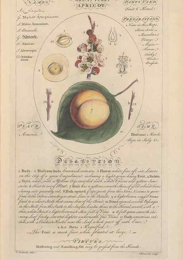 Reproducción/Reproduction 49788384722: Botanicum medicinale :. London :Printed for J. Millan, opposite the Admiralty, Whitehall,[1768?]. 