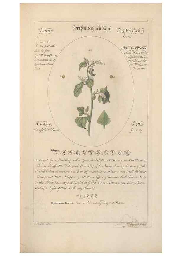 Reproducción/Reproduction 49787524053: Botanicum medicinale :. London :Printed for J. Millan, opposite the Admiralty, Whitehall,[1768?]. 