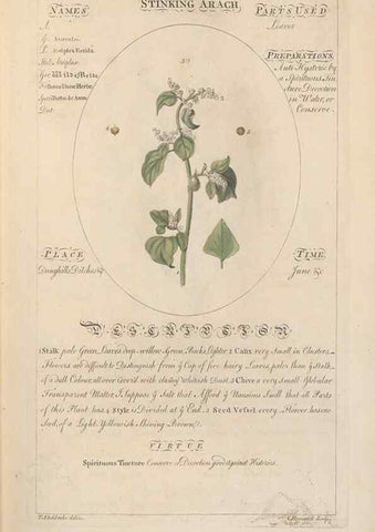 Reproducción/Reproduction 49787524053: Botanicum medicinale :. London :Printed for J. Millan, opposite the Admiralty, Whitehall,[1768?]. 