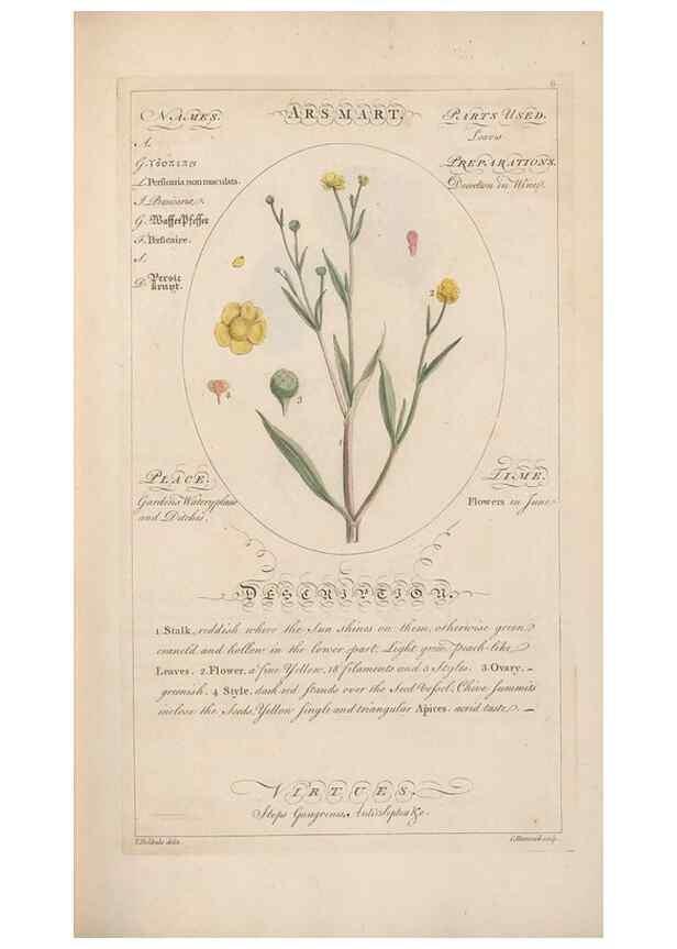 Reproducción/Reproduction 49788385112: Botanicum medicinale :. London :Printed for J. Millan, opposite the Admiralty, Whitehall,[1768?]. 