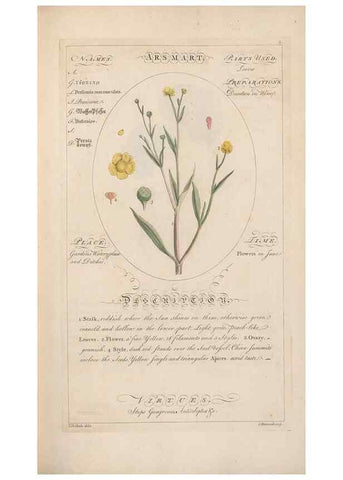 Reproducción/Reproduction 49788385112: Botanicum medicinale :. London :Printed for J. Millan, opposite the Admiralty, Whitehall,[1768?]. 