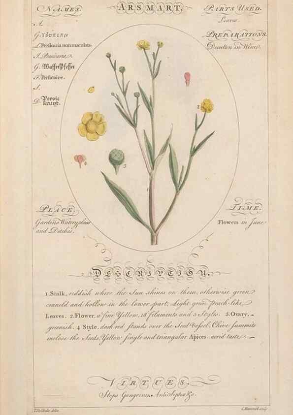 Reproducción/Reproduction 49788385112: Botanicum medicinale :. London :Printed for J. Millan, opposite the Admiralty, Whitehall,[1768?]. 