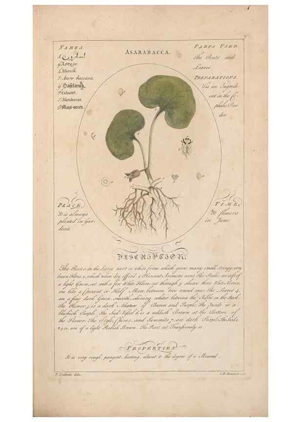 Reproducción/Reproduction 49788385307: Botanicum medicinale :. London :Printed for J. Millan, opposite the Admiralty, Whitehall,[1768?]. 