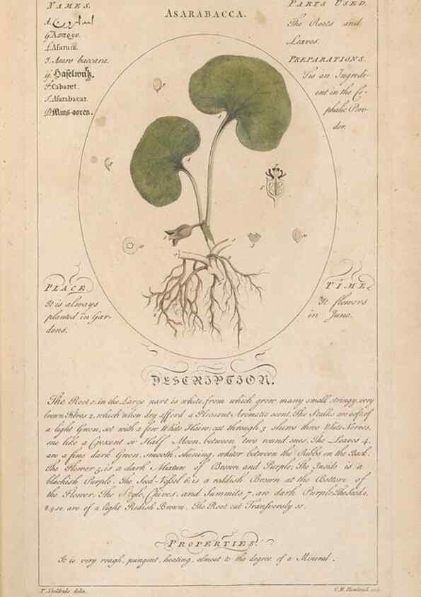 Reproducción/Reproduction 49788385307: Botanicum medicinale :. London :Printed for J. Millan, opposite the Admiralty, Whitehall,[1768?]. 