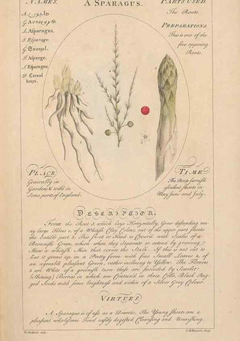 Reproducción/Reproduction 49788065031: Botanicum medicinale :. London :Printed for J. Millan, opposite the Admiralty, Whitehall,[1768?]. 