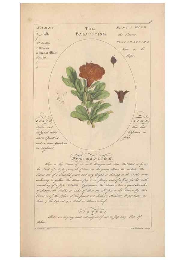 Reproducción/Reproduction 49788065316: Botanicum medicinale :. London :Printed for J. Millan, opposite the Admiralty, Whitehall,[1768?]. 