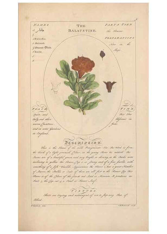 Reproducción/Reproduction 49788065316: Botanicum medicinale :. London :Printed for J. Millan, opposite the Admiralty, Whitehall,[1768?]. 