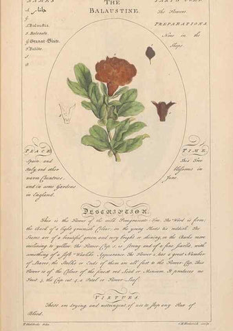Reproducción/Reproduction 49788065316: Botanicum medicinale :. London :Printed for J. Millan, opposite the Admiralty, Whitehall,[1768?]. 