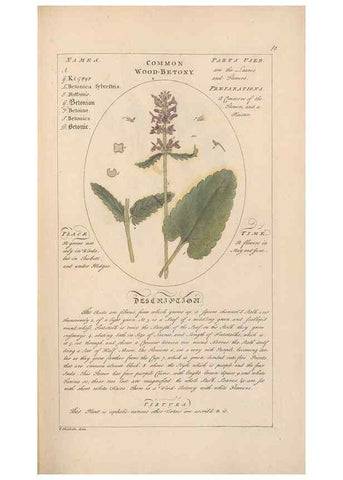 Reproducción/Reproduction 49787525133: Botanicum medicinale :. London :Printed for J. Millan, opposite the Admiralty, Whitehall,[1768?]. 