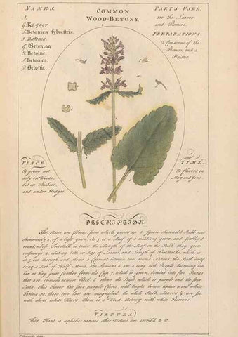 Reproducción/Reproduction 49787525133: Botanicum medicinale :. London :Printed for J. Millan, opposite the Admiralty, Whitehall,[1768?]. 