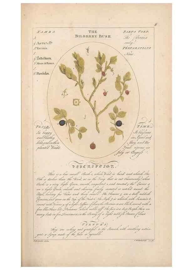 Reproducción/Reproduction 49788386092: Botanicum medicinale :. London :Printed for J. Millan, opposite the Admiralty, Whitehall,[1768?]. 