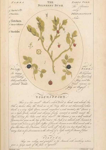 Reproducción/Reproduction 49788386092: Botanicum medicinale :. London :Printed for J. Millan, opposite the Admiralty, Whitehall,[1768?]. 